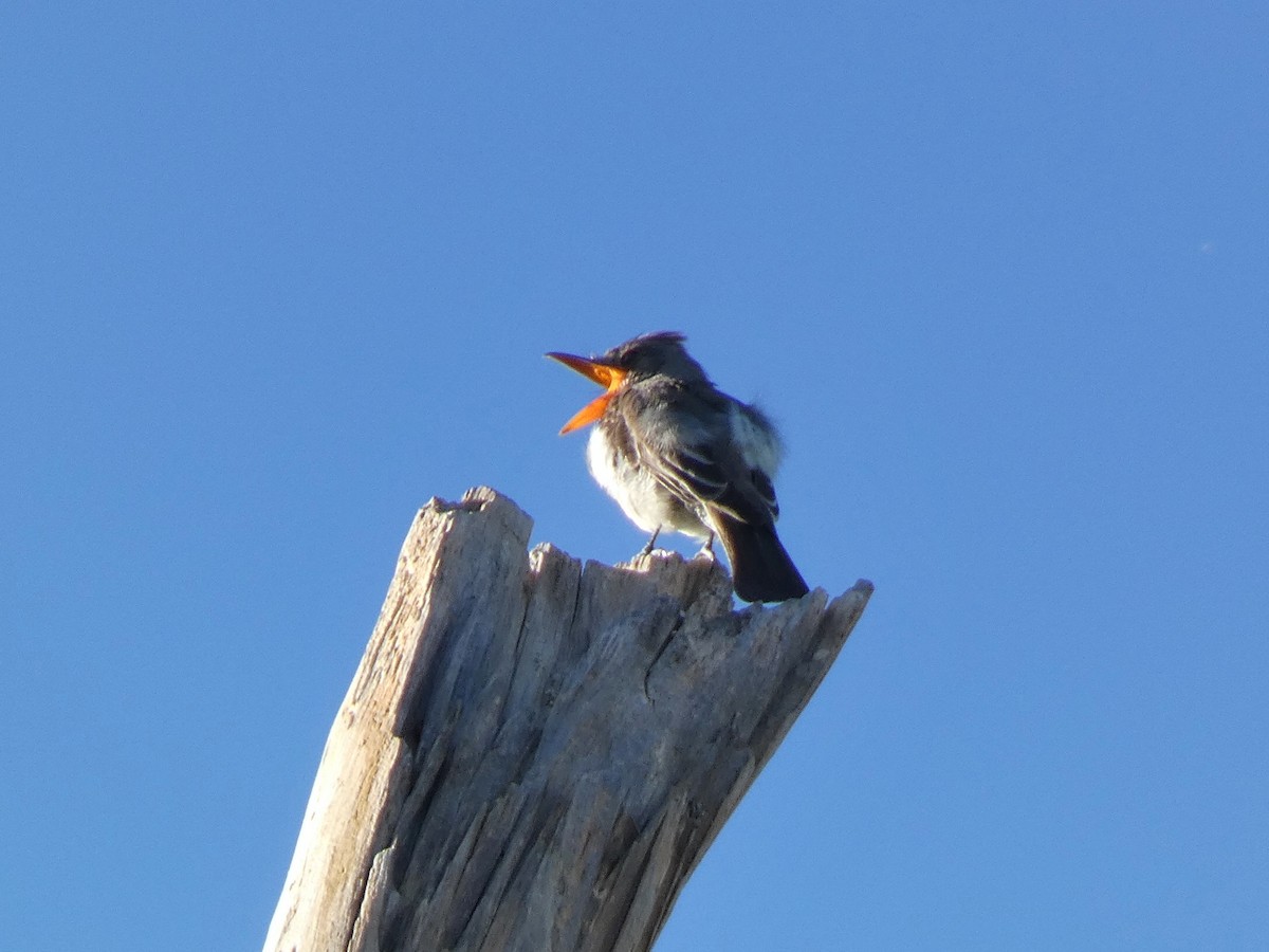 Greater Pewee - ML644487193