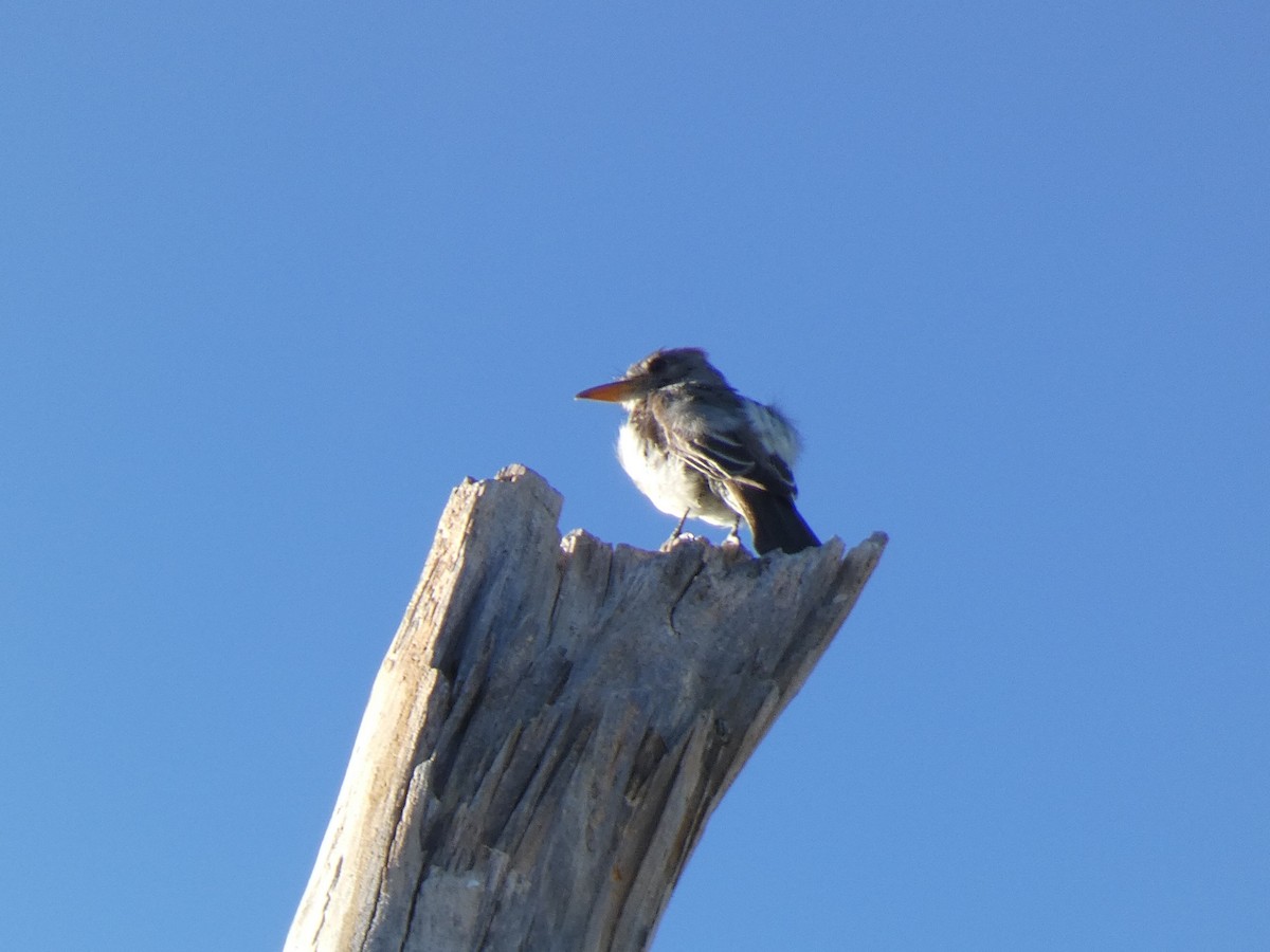 Greater Pewee - ML644487194