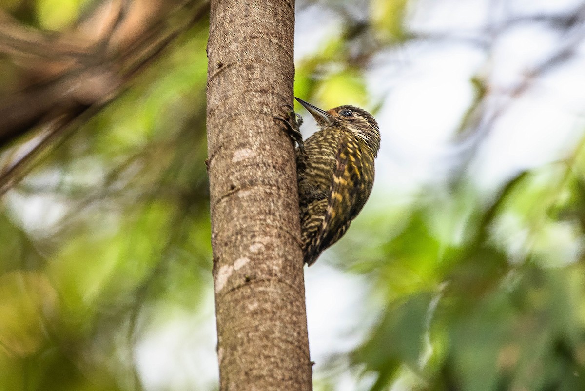White-spotted Woodpecker - ML644487197