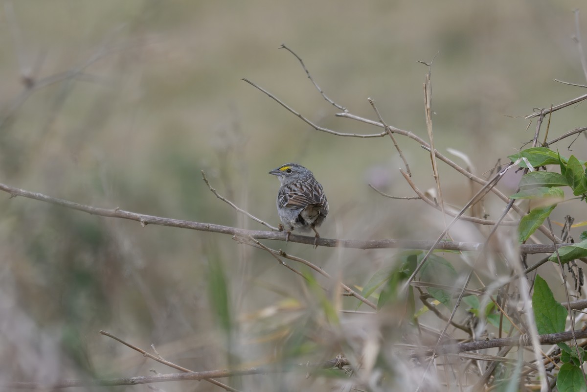 Grassland Sparrow - ML644487214
