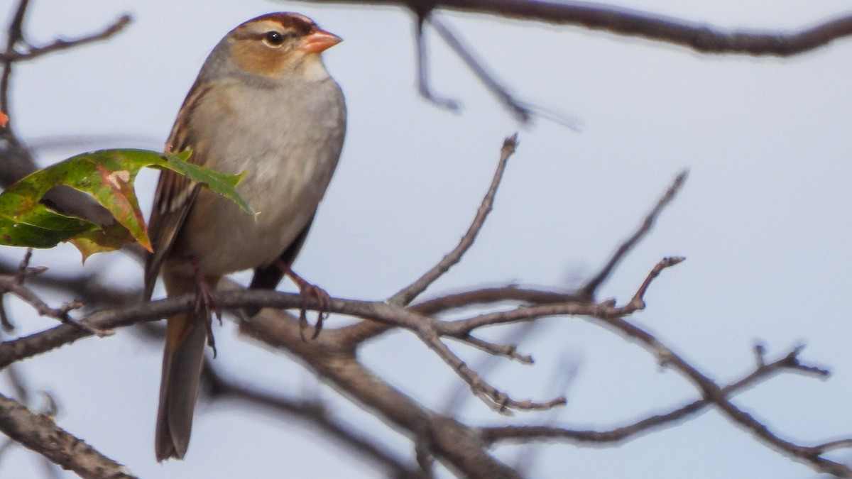 Dachsammer - ML644487216