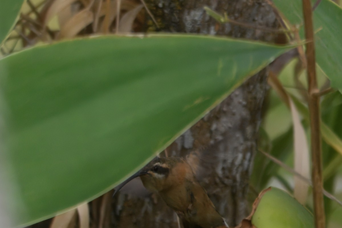 kolibřík Pretreův - ML644487226