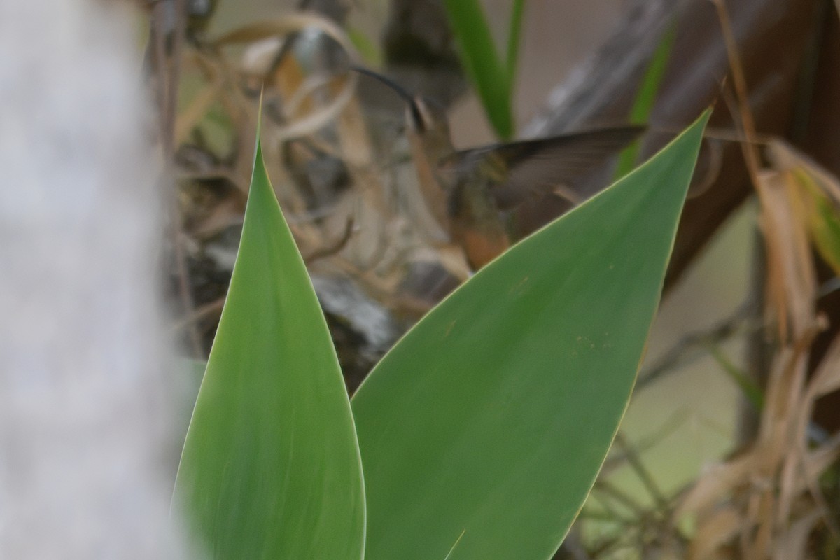 kolibřík Pretreův - ML644487227