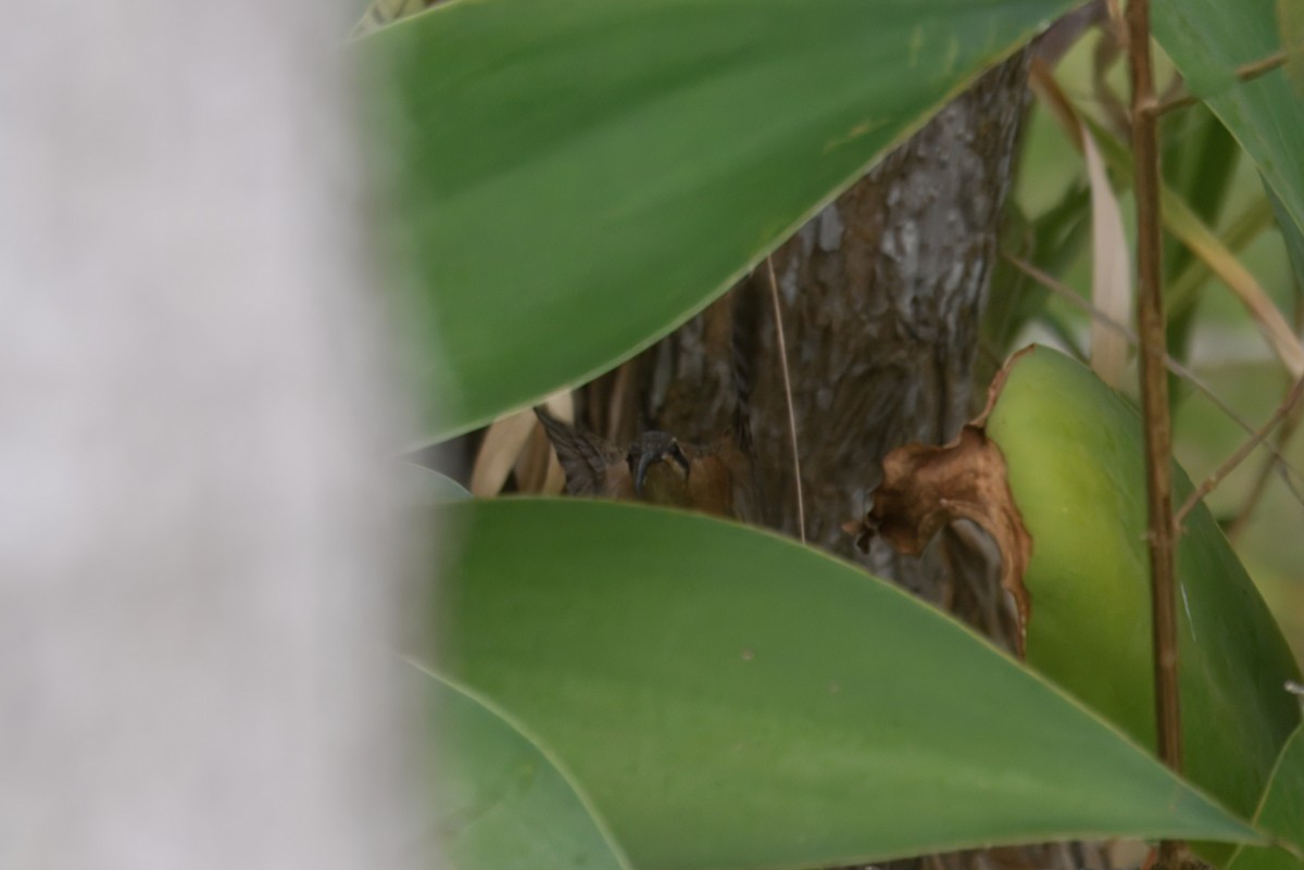 kolibřík Pretreův - ML644487228