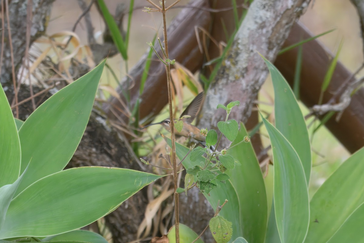 kolibřík Pretreův - ML644487229