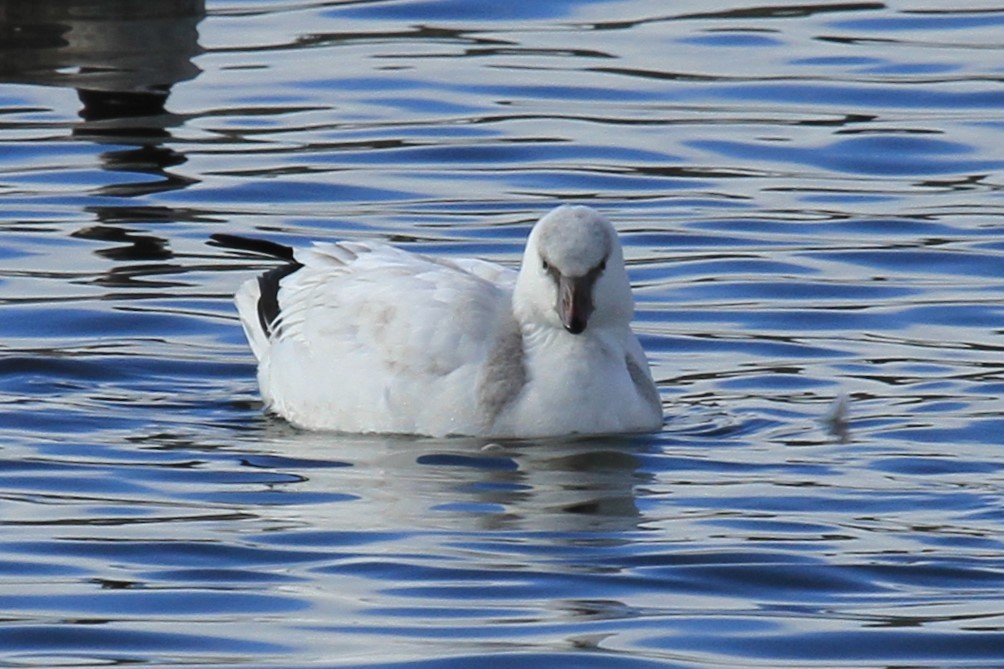 husa bělostná - ML644487239