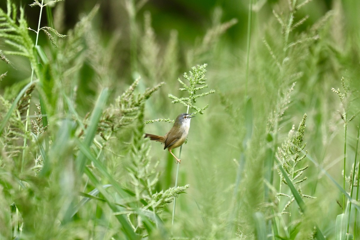 Yellow-bellied Prinia - ML644487241