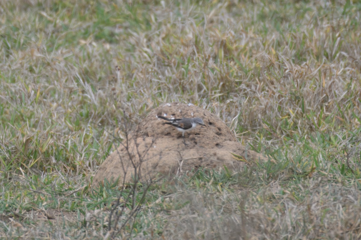 White-rumped Monjita - ML644487242