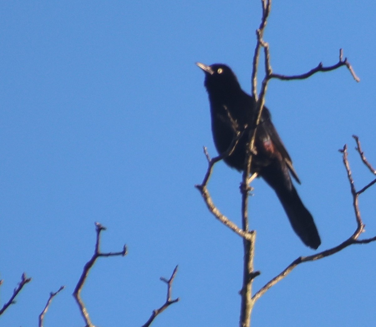 Purpurgrackel - ML644487252