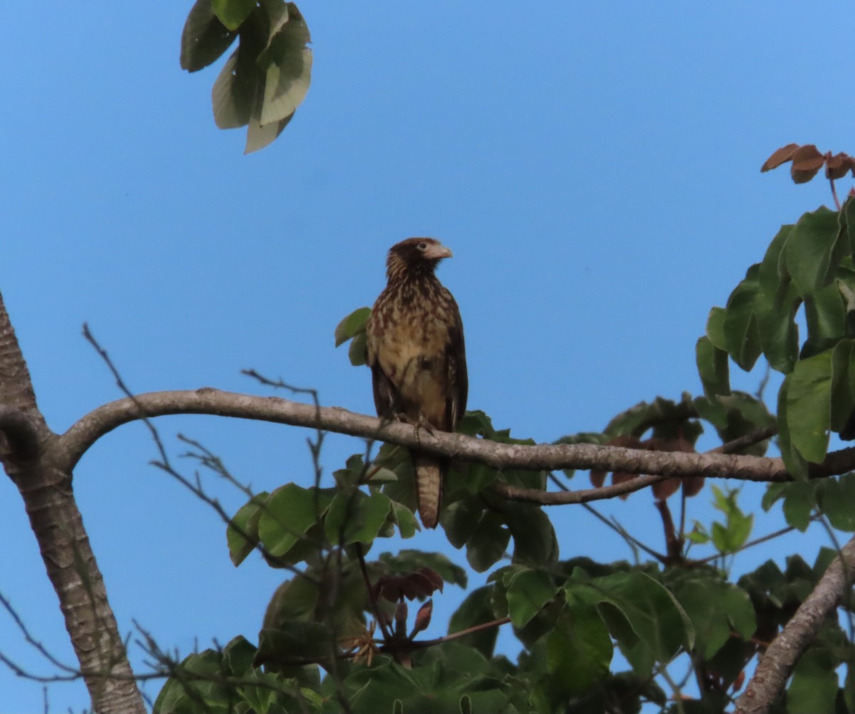 Yellow-headed Caracara - ML644487257