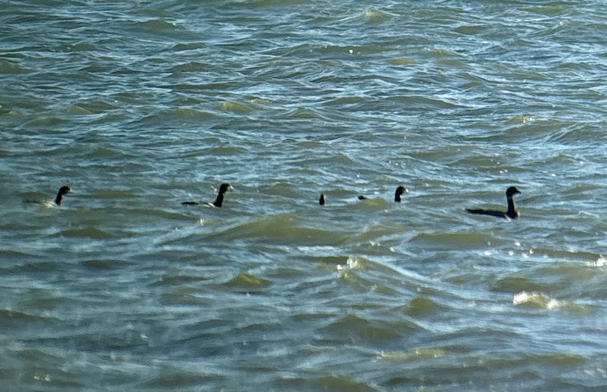 Brant (Pale-bellied) - ML644487264
