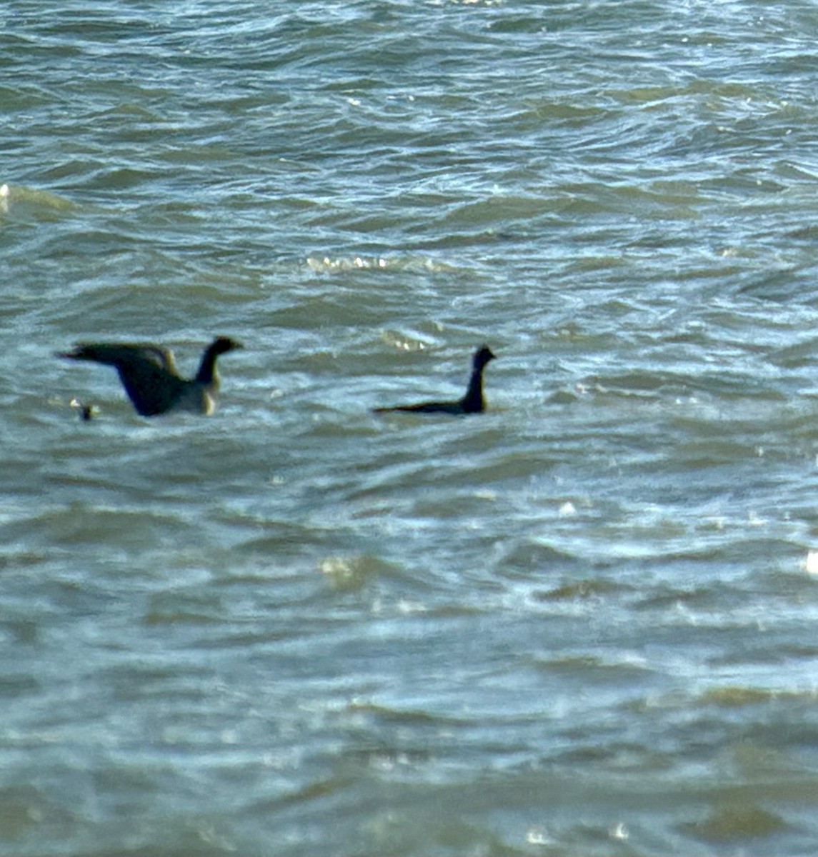 Brant (Pale-bellied) - ML644487265