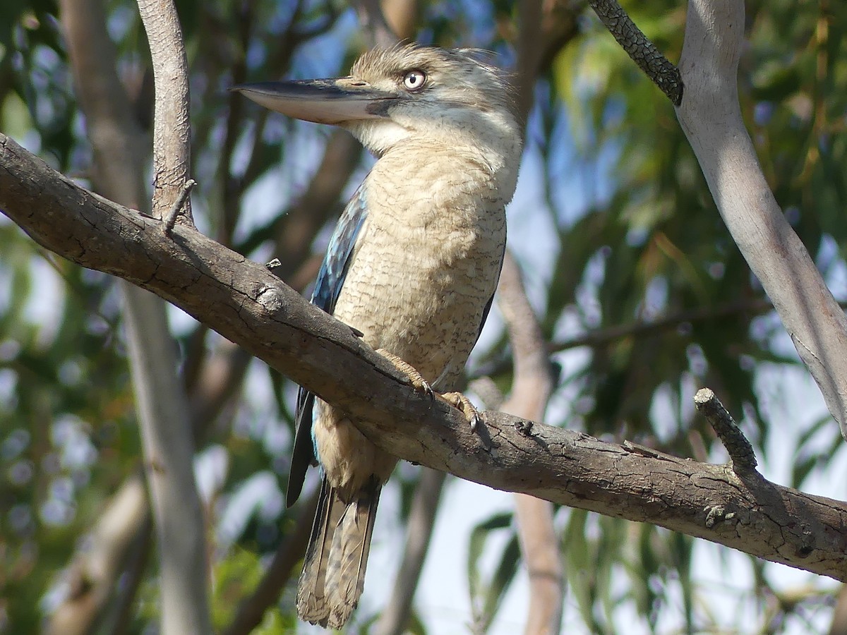 Blue-winged Kookaburra - ML644487270