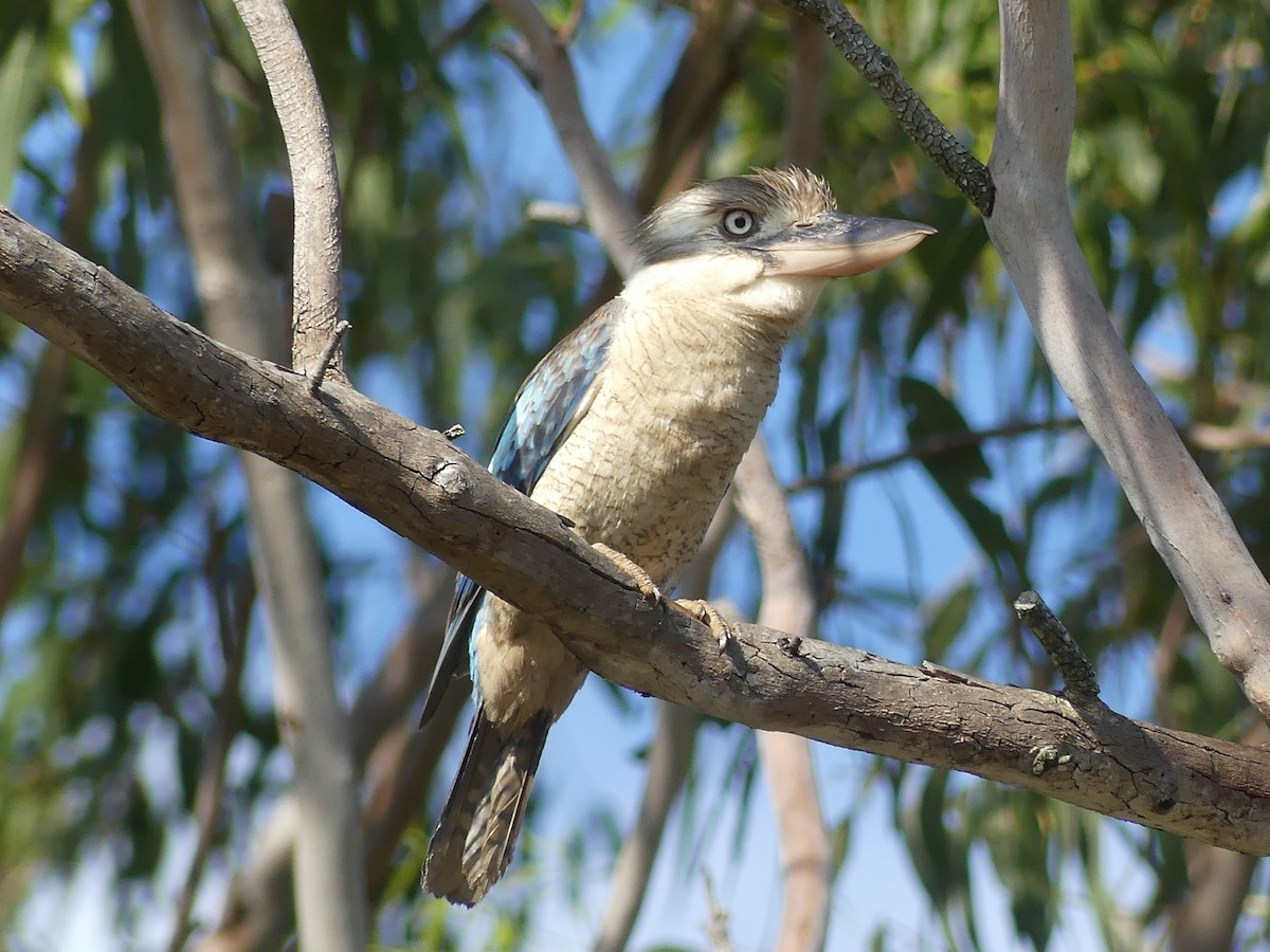 Blue-winged Kookaburra - ML644487271