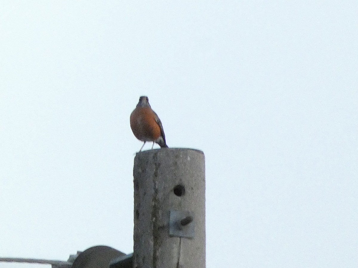 drozd stěhovavý - ML644487274