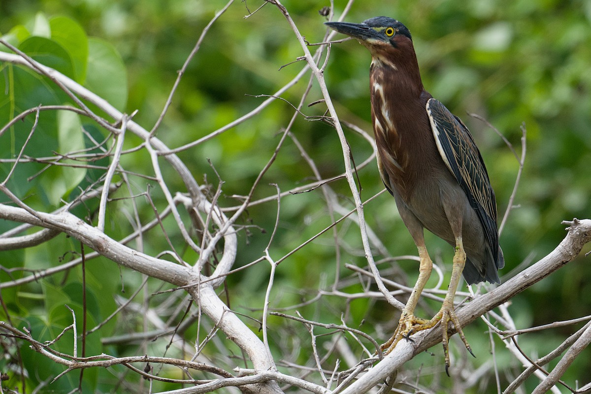 Green Heron - ML644487295