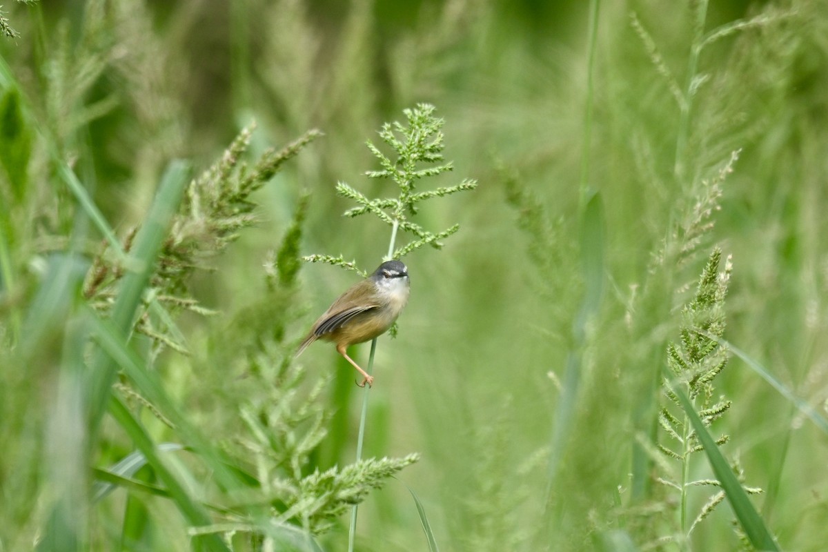 Yellow-bellied Prinia - ML644487310