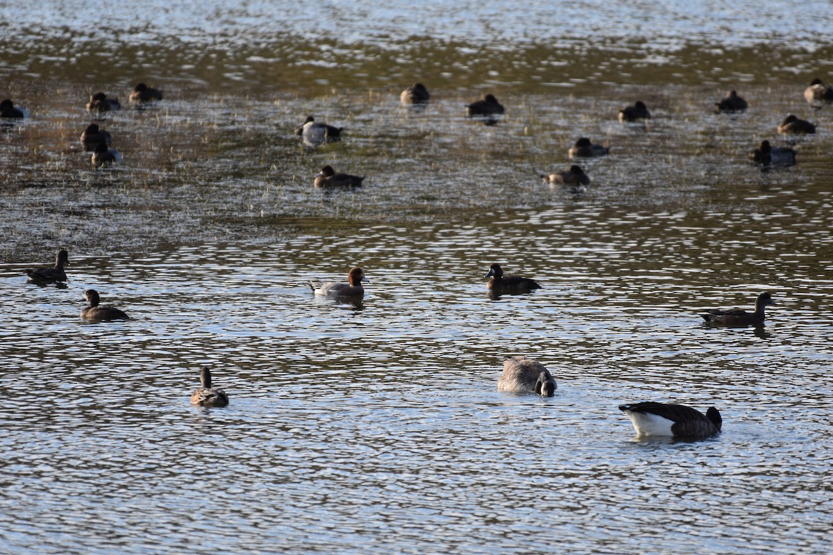 Eurasian Wigeon - ML644487315