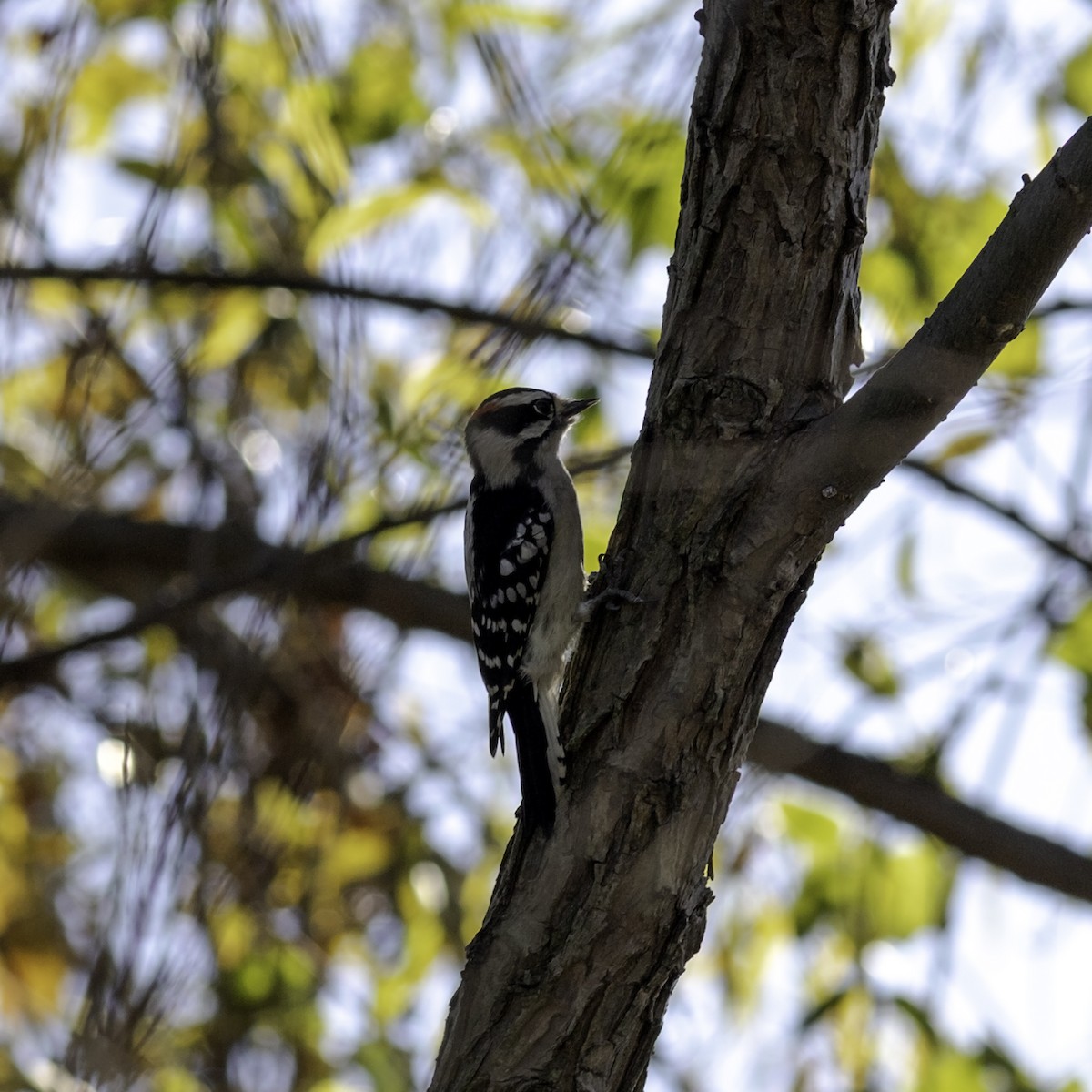 dunspett - ML644487316