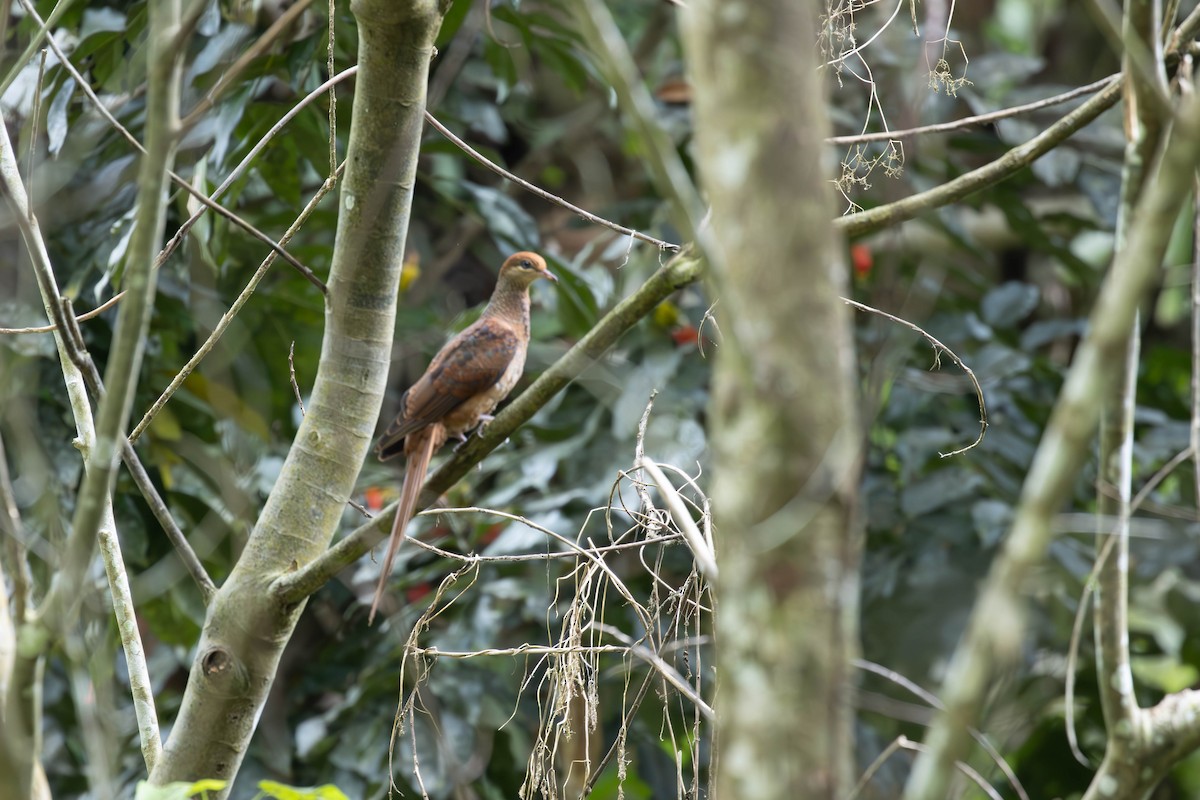 Black-billed Cuckoo-Dove - ML644487317