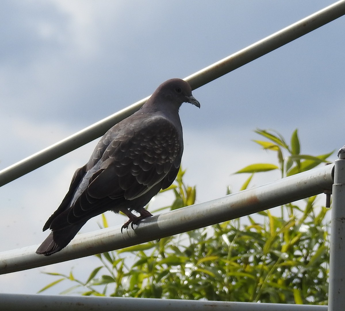 Spot-winged Pigeon - ML644487321