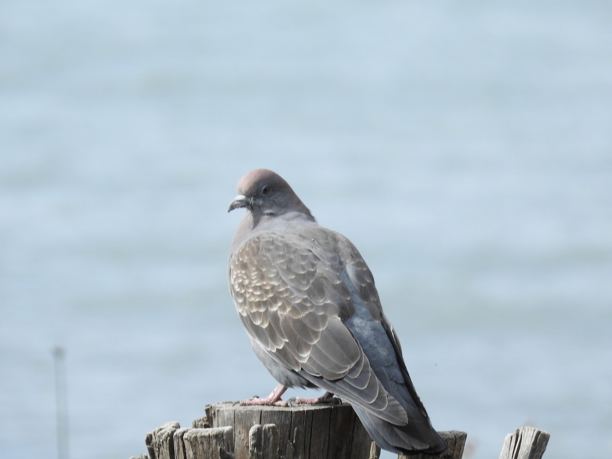 Spot-winged Pigeon - ML644487322