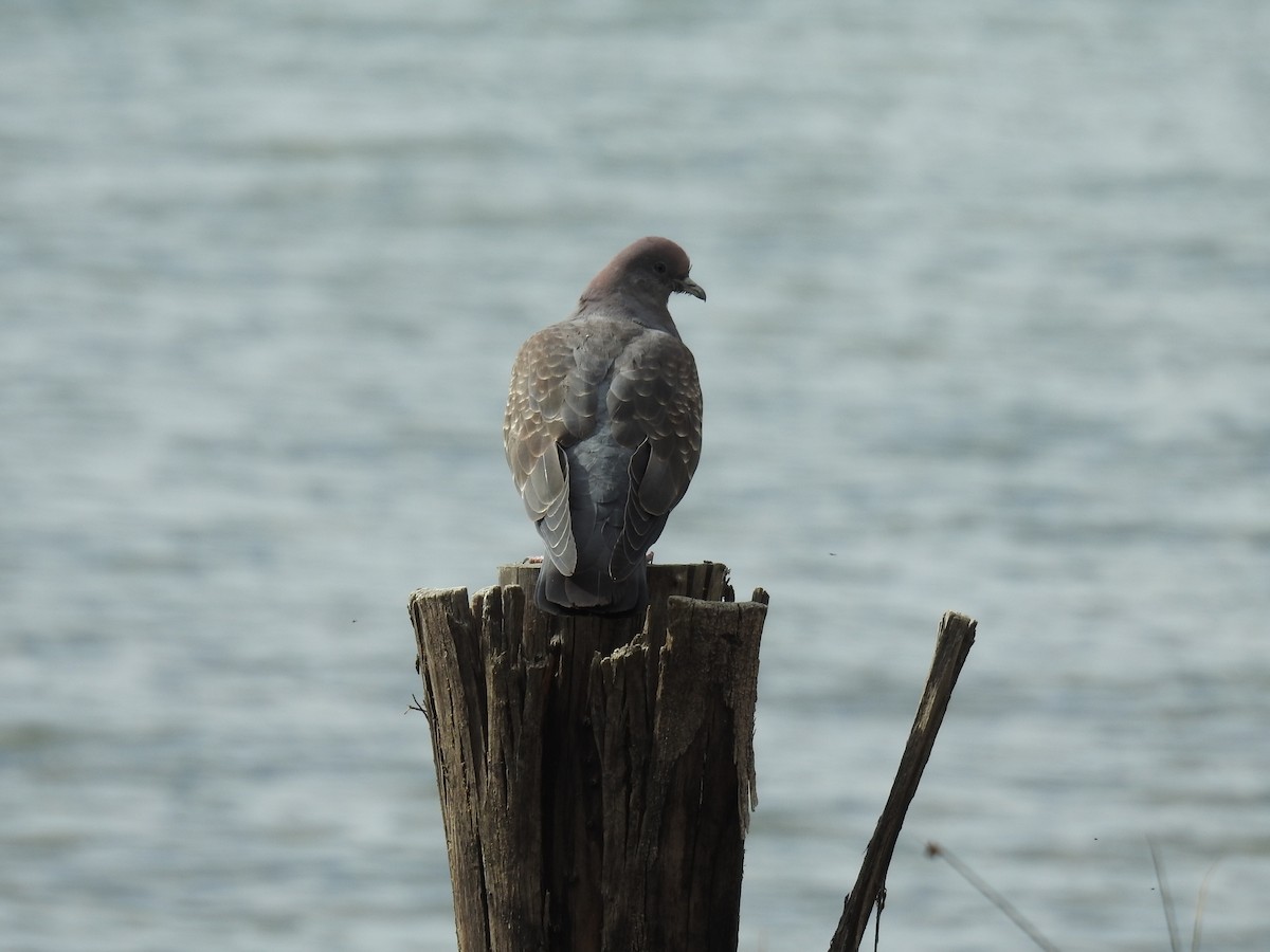 Spot-winged Pigeon - ML644487324
