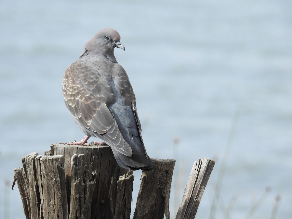 Spot-winged Pigeon - ML644487325