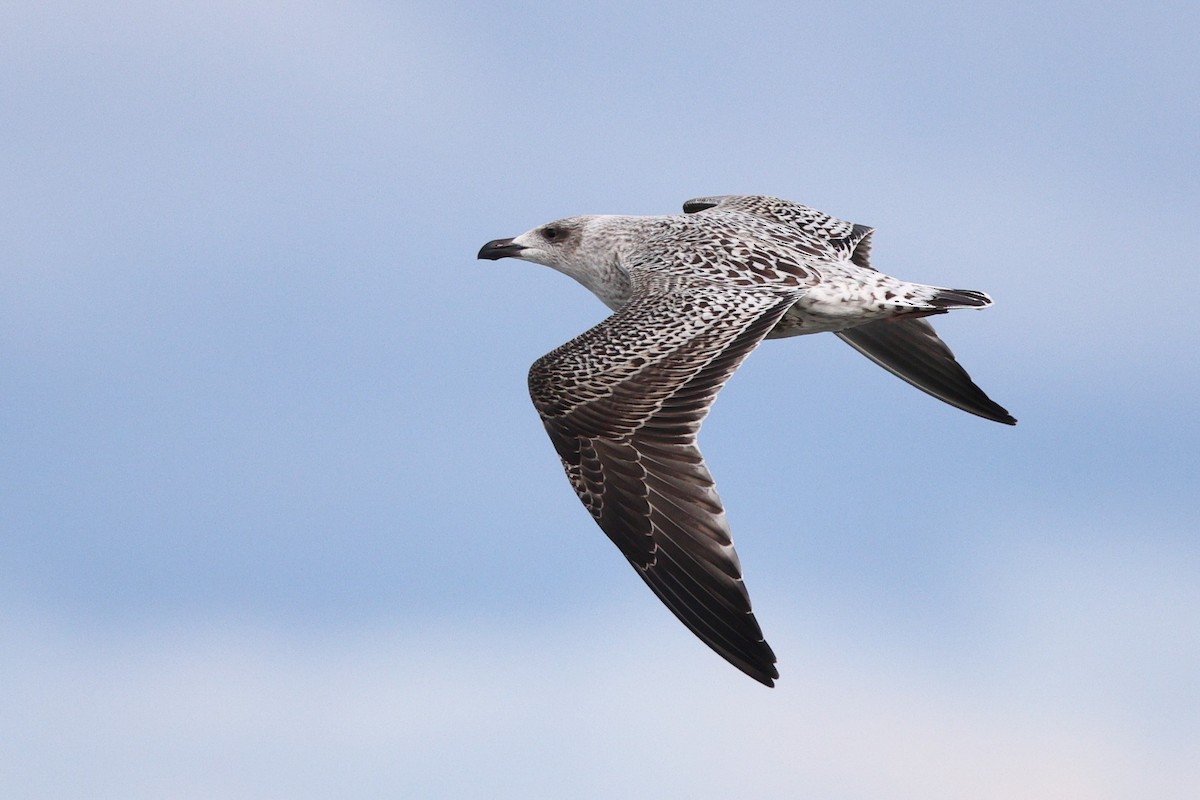 Büyük Kara Sırtlı Martı - ML644487332