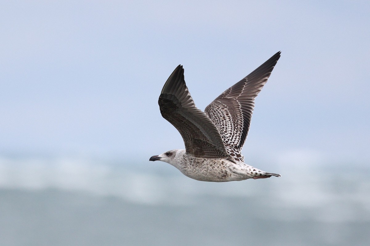 Büyük Kara Sırtlı Martı - ML644487333