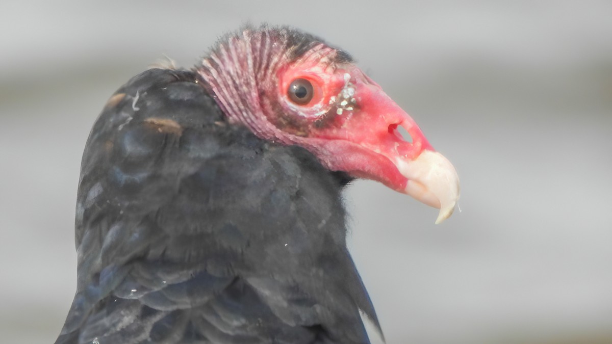 Truthahngeier - ML644487347