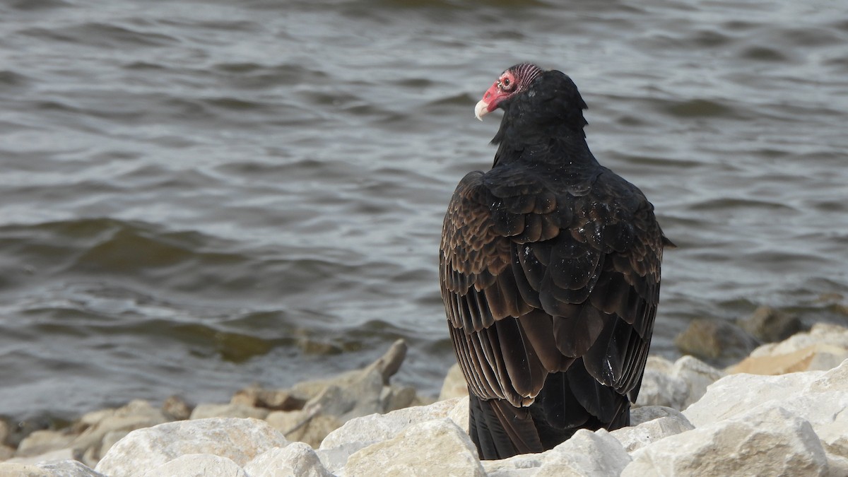 Truthahngeier - ML644487348