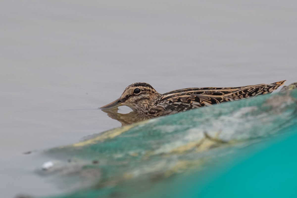 Common Snipe - ML644487350
