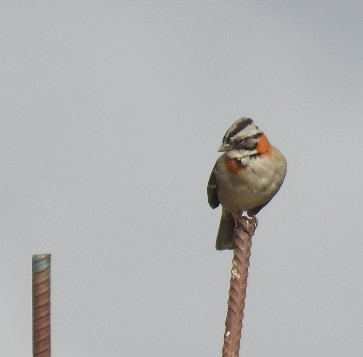 Rufous-collared Sparrow - ML644487358