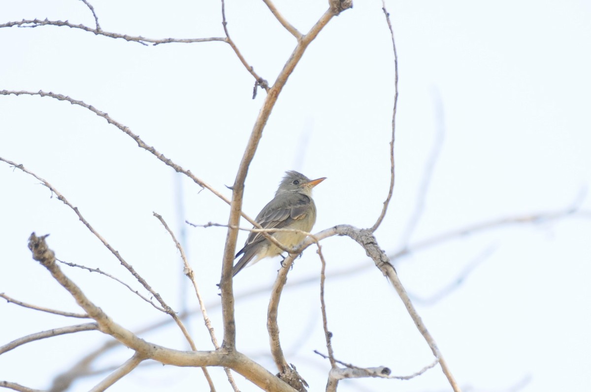 Greater Pewee - ML644487360