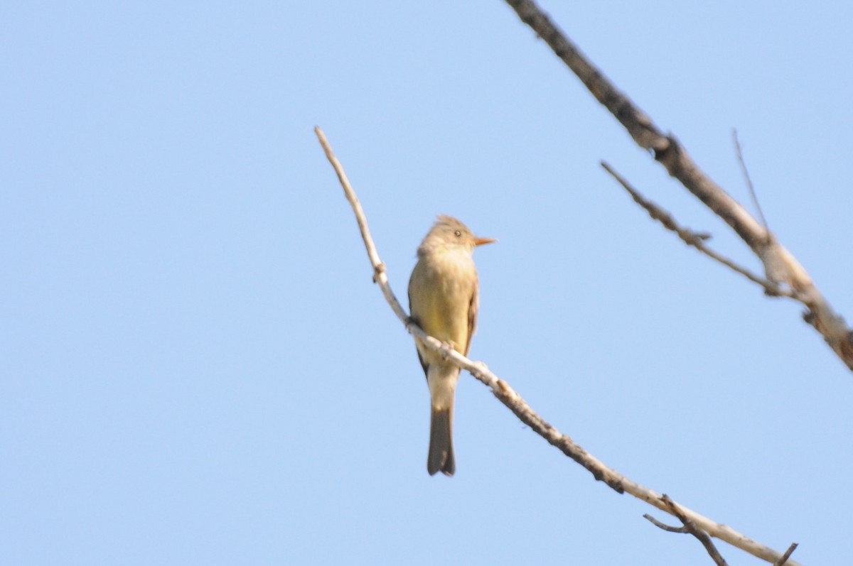 Greater Pewee - ML644487361
