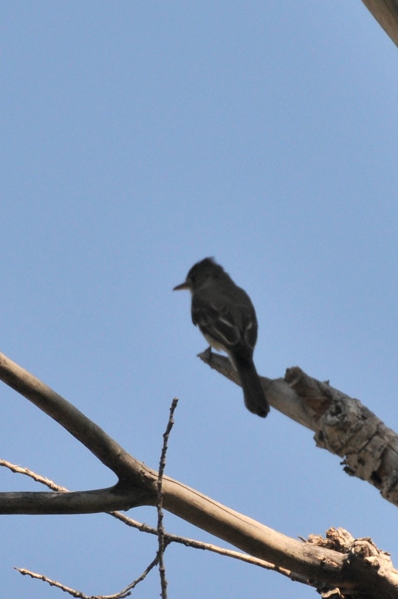 Greater Pewee - ML644487362