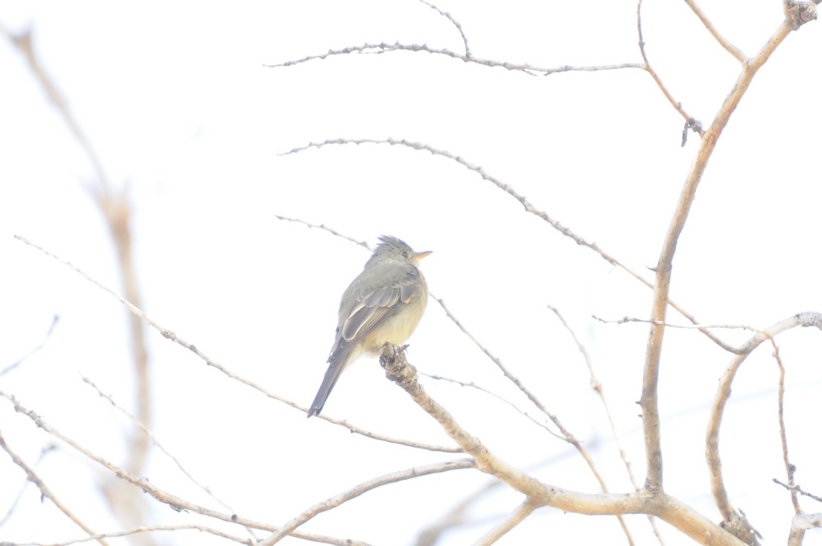 Greater Pewee - ML644487363