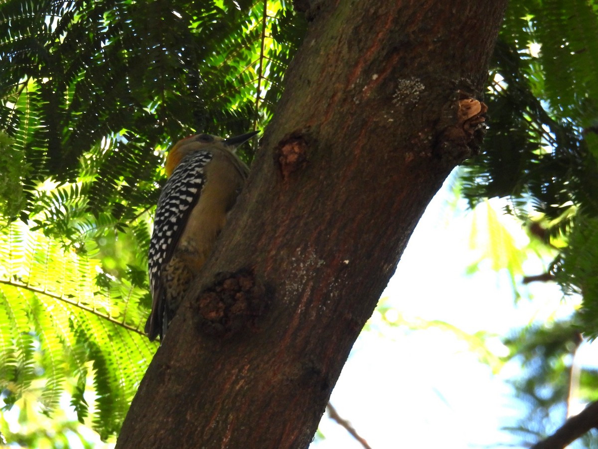 Гіла нікарагуанська - ML644487372
