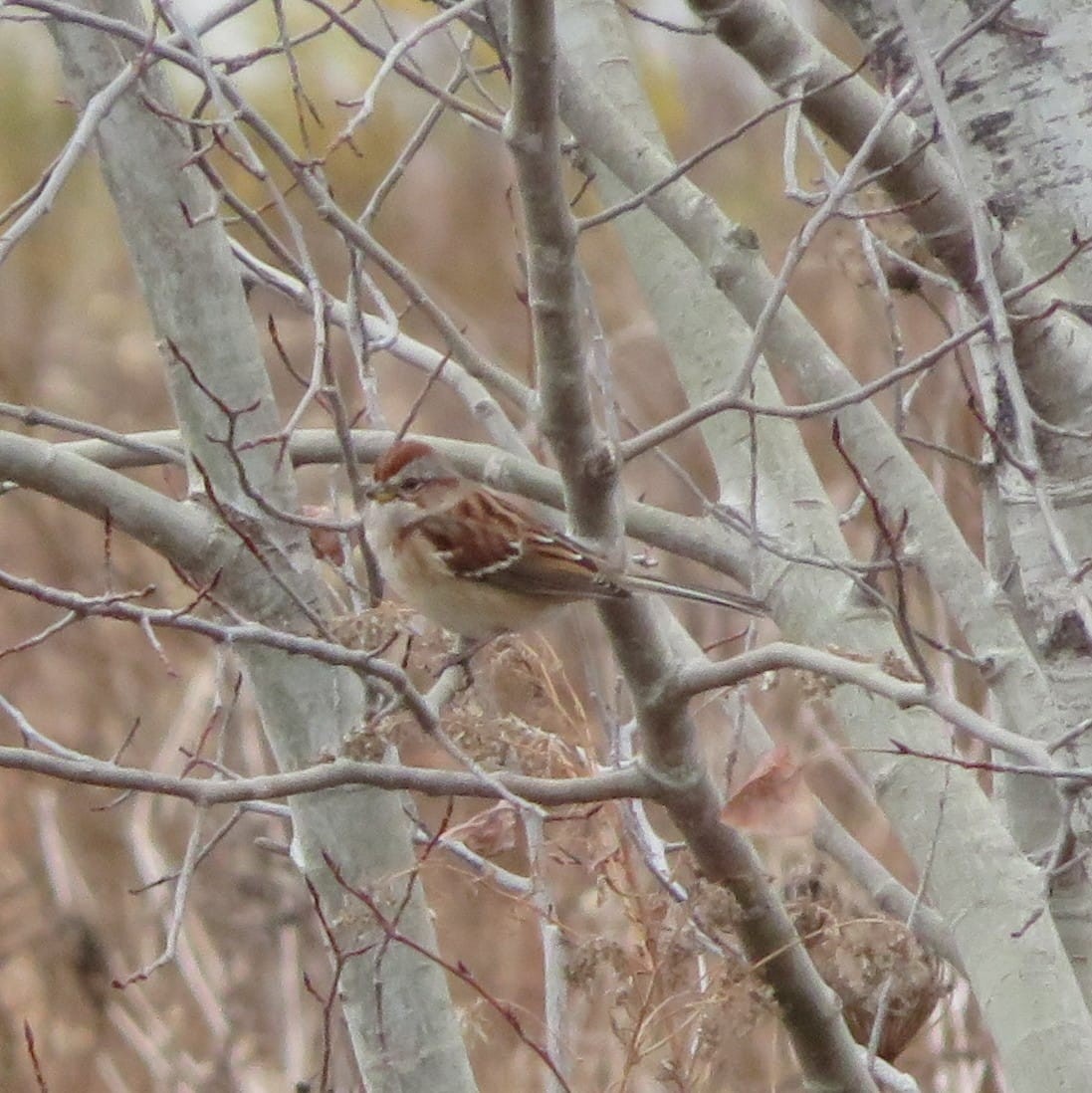 Hudson Körfezi Serçesi - ML644487374