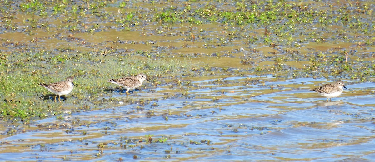 アメリカヒバリシギ - ML644487377