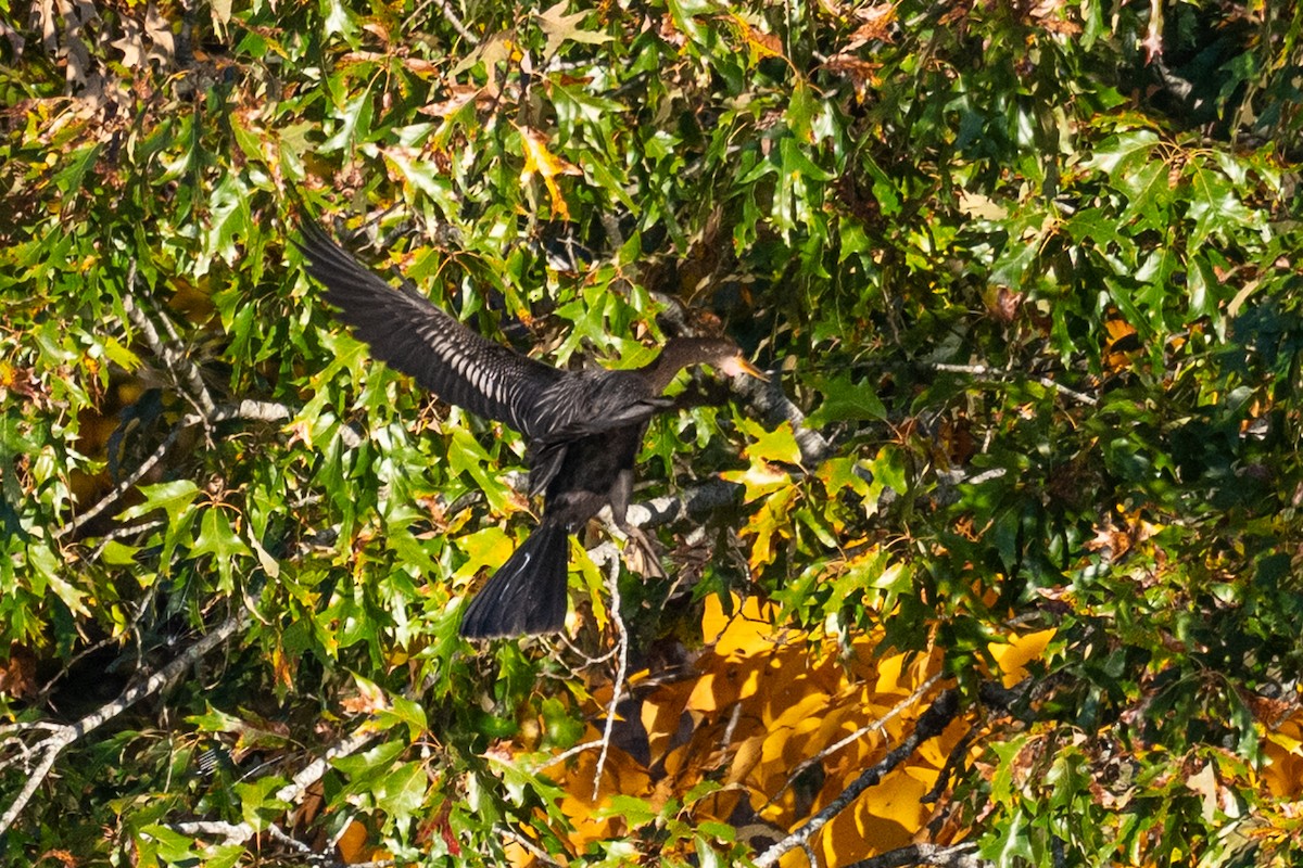 Anhinga - ML644487381
