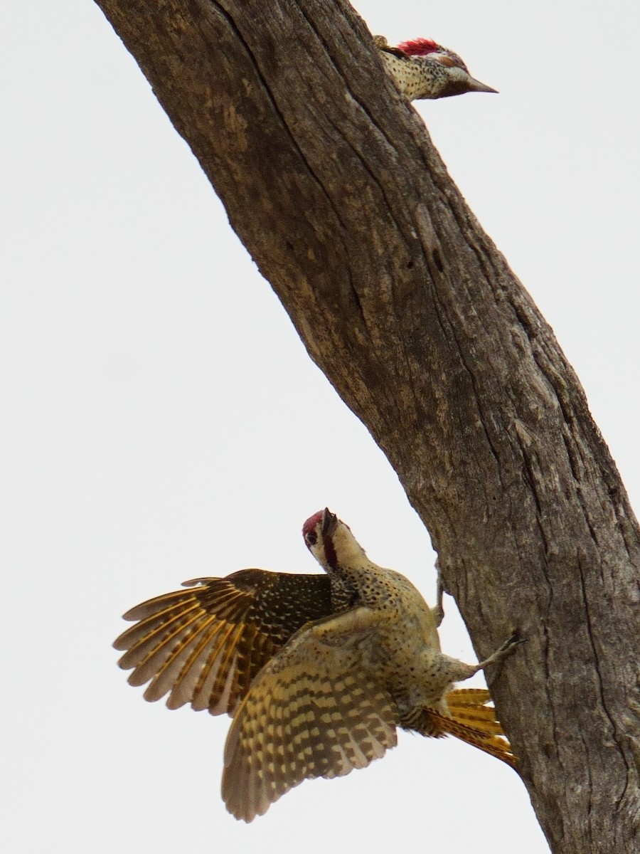 Pic de Bennett - ML644487382