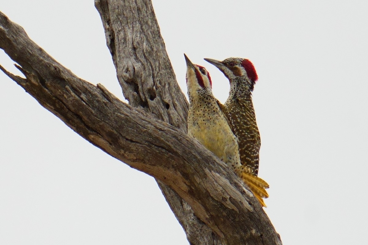 Pic de Bennett - ML644487383