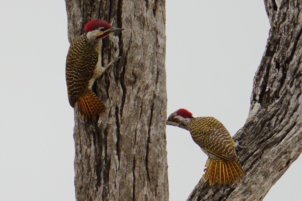 Pic de Bennett - ML644487384