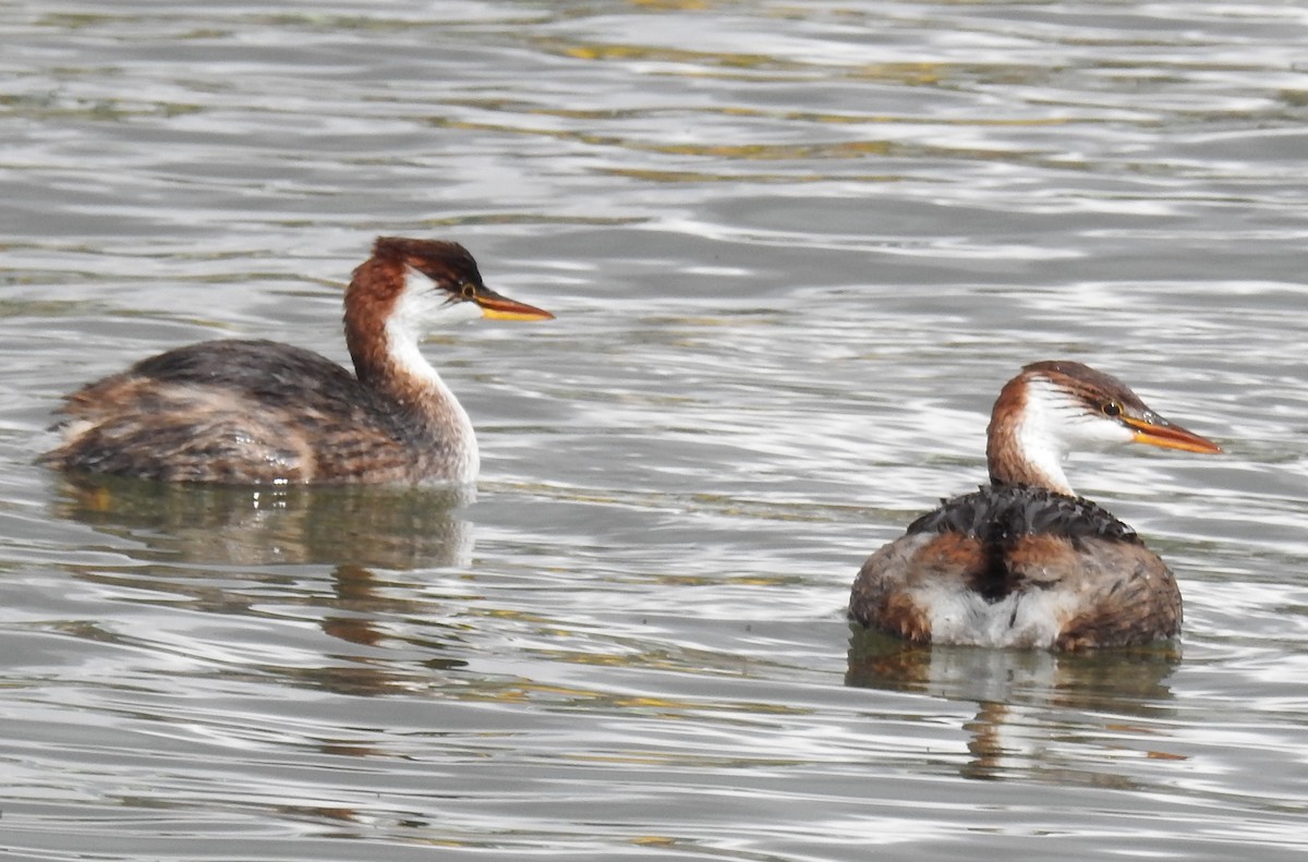 Titicaca Grebe - ML644487399