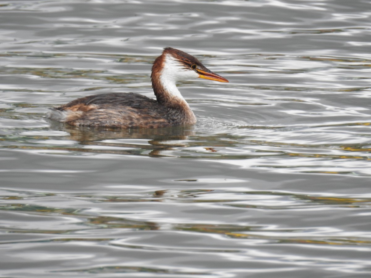Titicaca Grebe - ML644487400