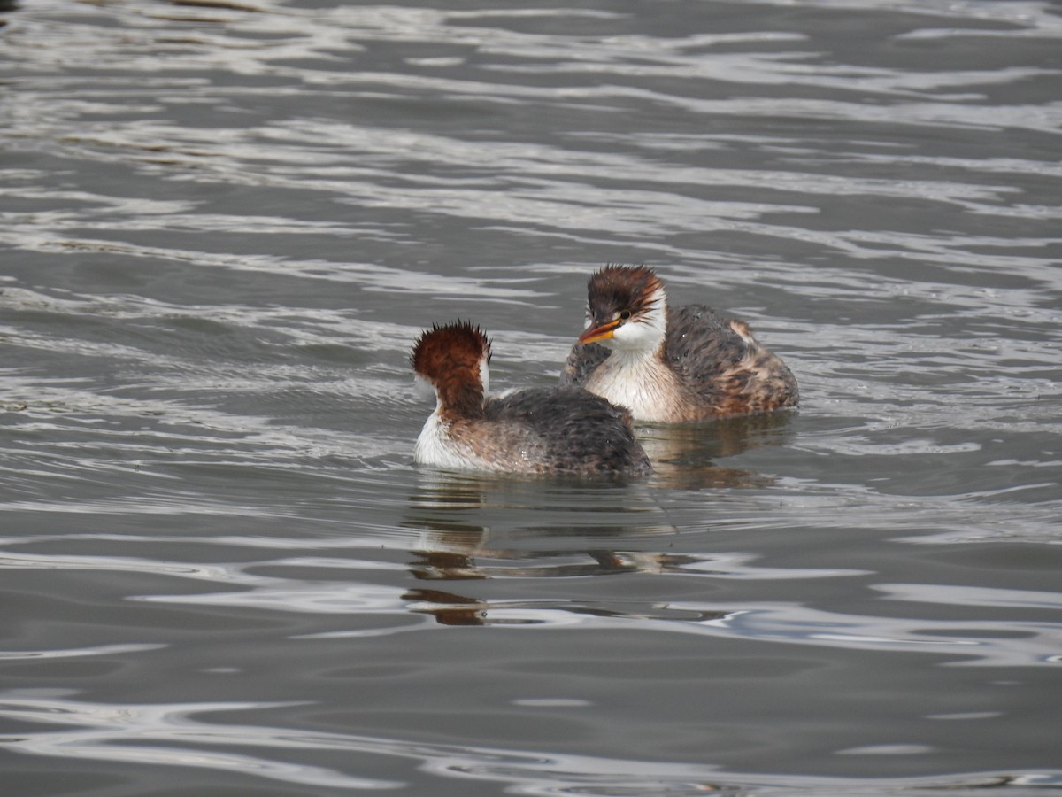Titicaca Grebe - ML644487401