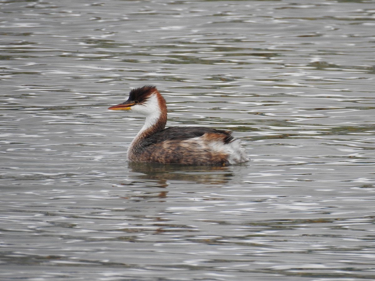 Titicaca Grebe - ML644487402