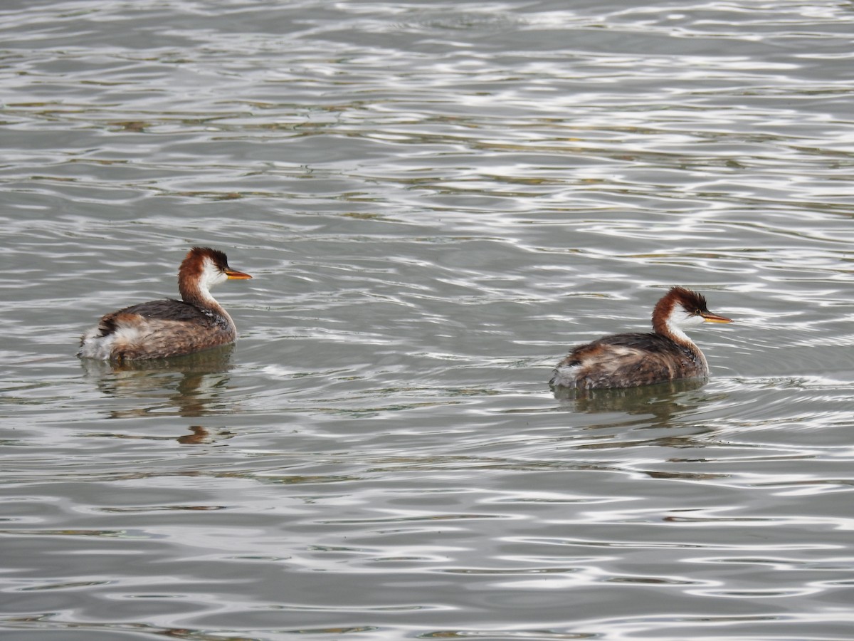 Titicaca Grebe - ML644487403